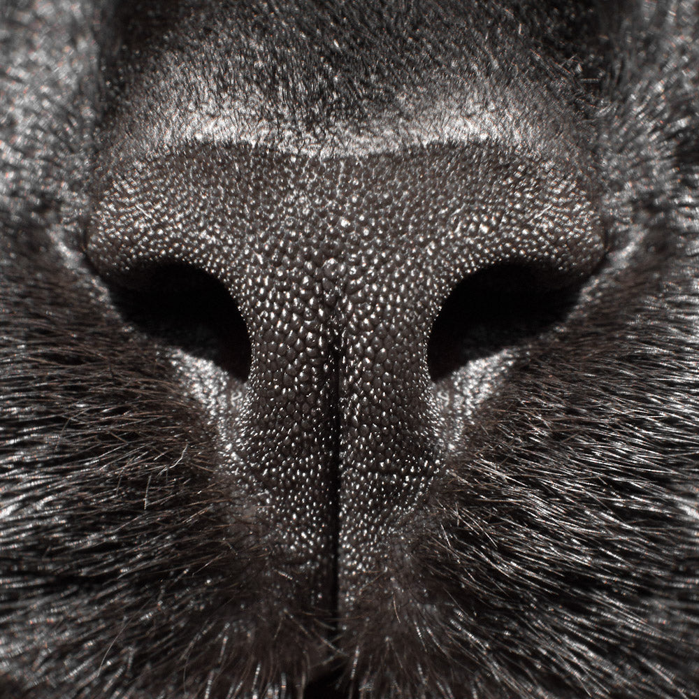 Close-up of a dark cat's nose with detailed texture.