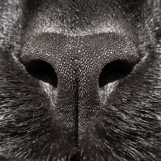 Close-up of a dark cat's nose with detailed texture.