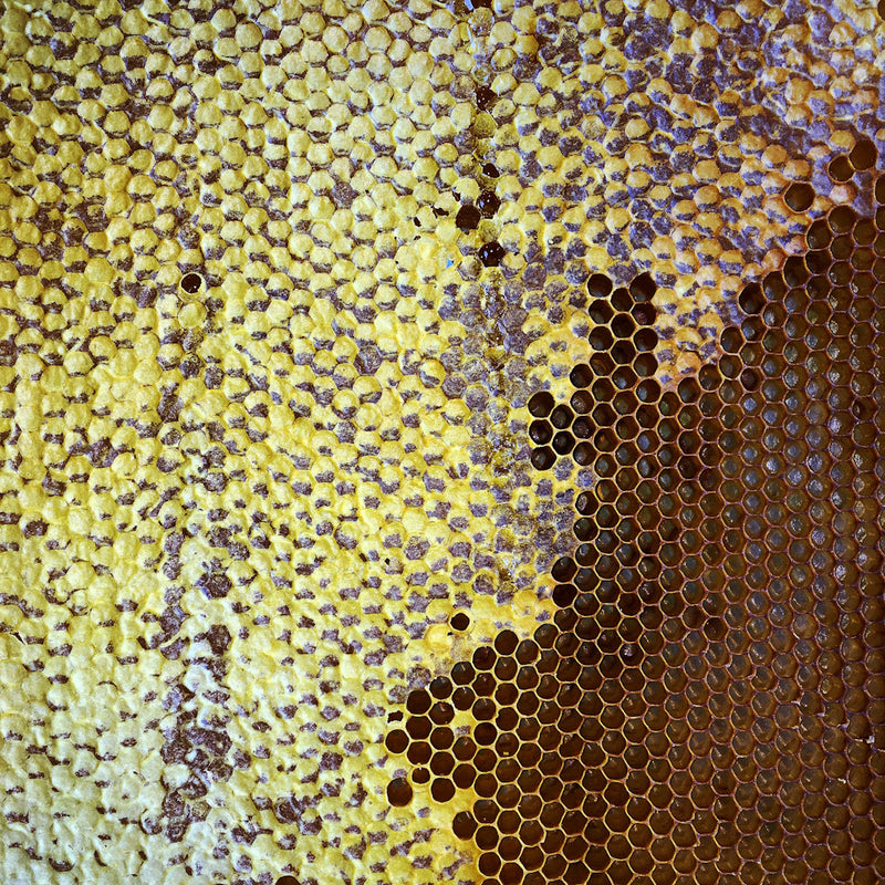 Close-up of a honeycomb with beeswax and honey.
