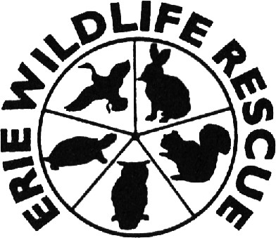 Erie Wildlife Rescue